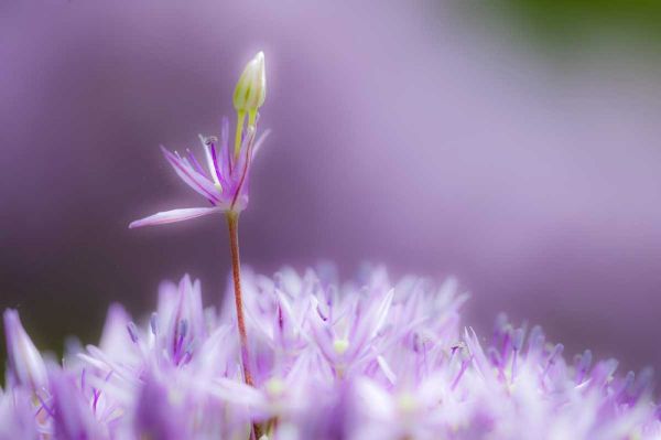 USA, Pennsylvania Close-up of alium flowers